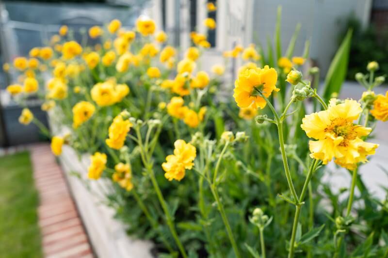 Your gardening questions answered: Flowers to bring colour to damp areas