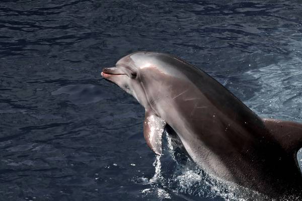 Russia deploys trained dolphins at Black Sea naval base
