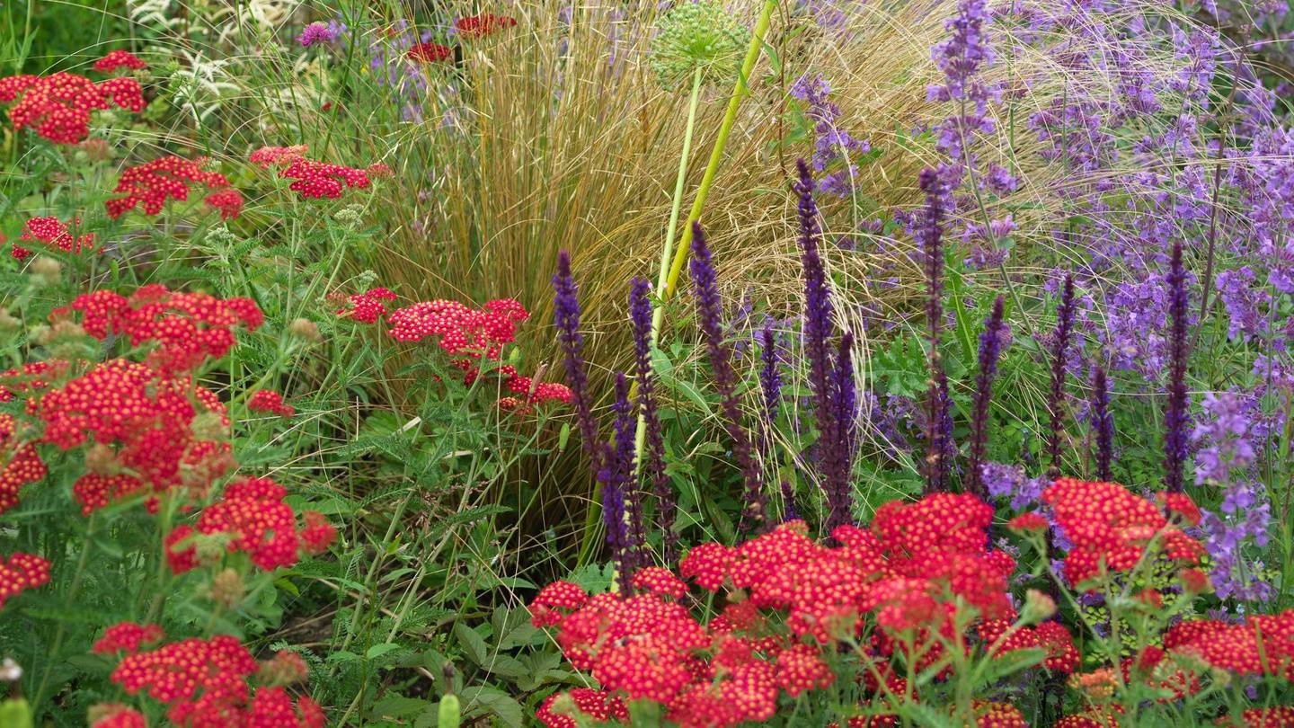 Different colours in the garden will lift or lower your mood – The ...