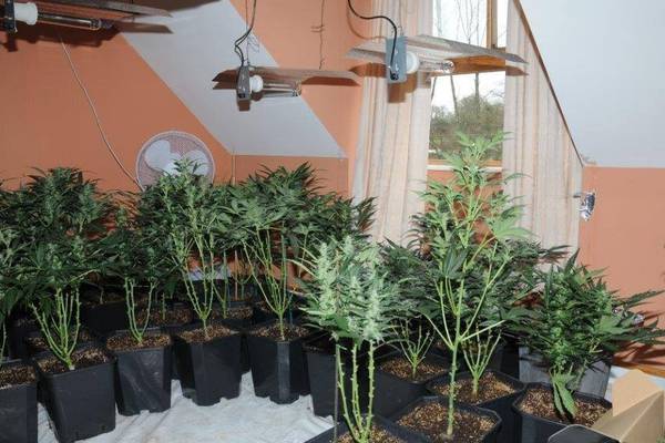 Pensioner arrested after seizure of €200,000 worth of cannabis