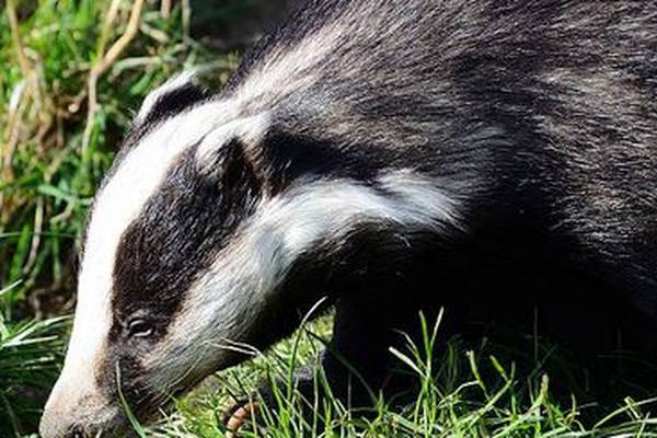 Ireland in danger of being tourist destination for snaring badgers and foxes