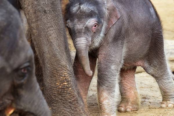Activists warn Hanover zoo elephants ‘living in fear’