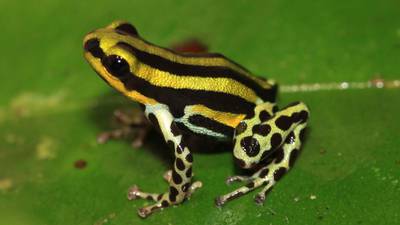 Toxic frogs: how do they make their poison?
