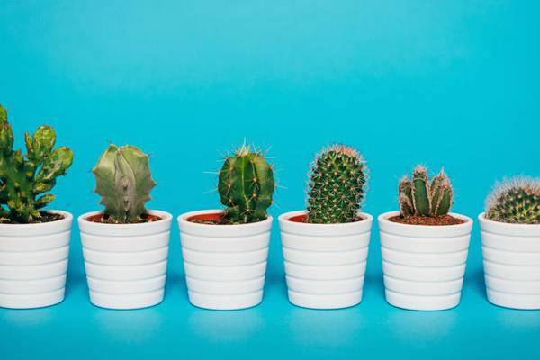 A sign of anxiety? Ordering 30 cacti online and forgetting you did it