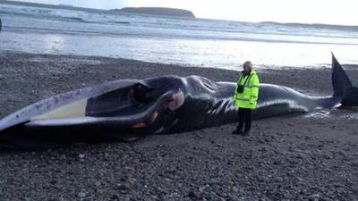 Fin whale carcass draws locals to Achill beach