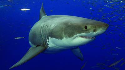 Man killed in shark attack off Tasmanian coast