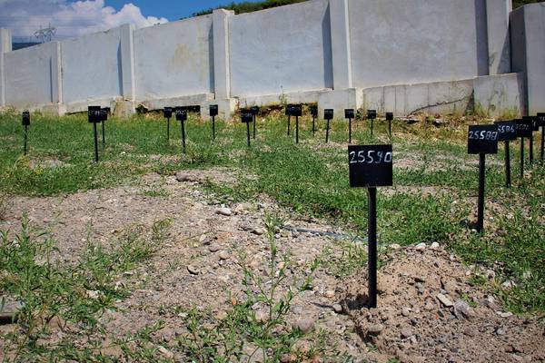 Freshly dug graves in Turkey  await   next cohort of  drowned refugees