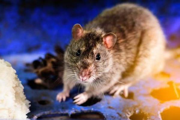 Rodent droppings and fly infestations found in food businesses closed last month