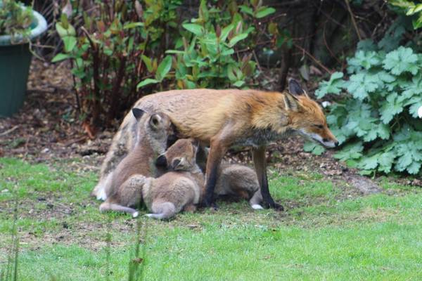 How long will my foxes stay? Readers’ nature queries