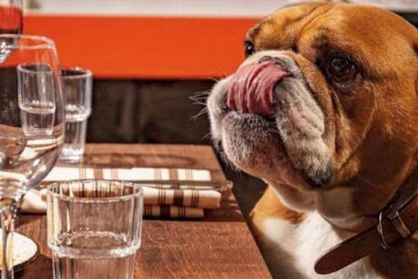 The best dog-friendly cafes, bars and restaurants in Ireland