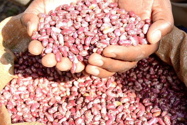 Bean crop will be under ‘severe climate stress’ by 2050 - scientists