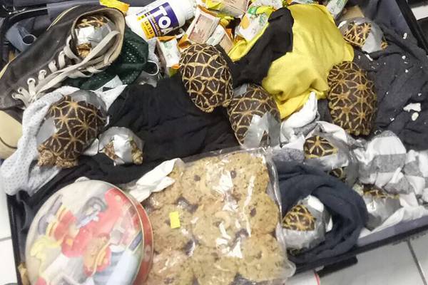 More than 1,500 turtles found abandoned in bags at Manila airport