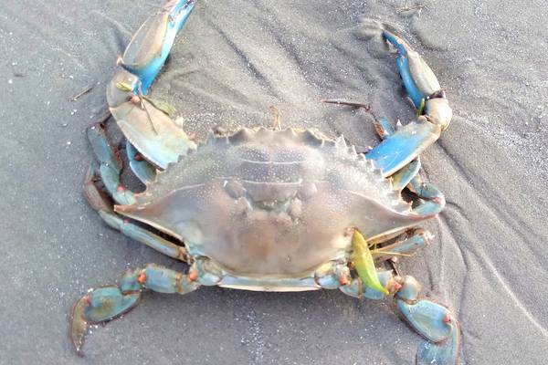 Chesapeake blue crab found on Dublin beach ‘threatens’ native species