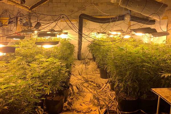 Cannabis plants worth €90,000 seized in Limerick