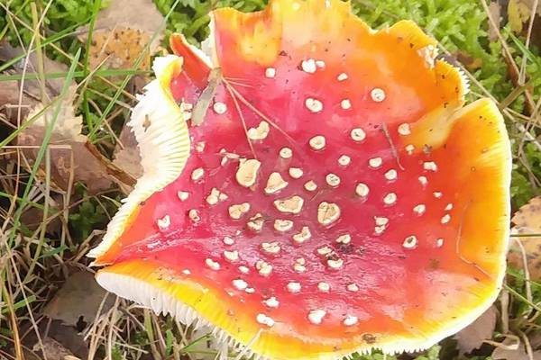 Readers’ nature queries: Is this mushroom poisonous?