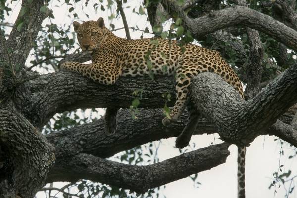 Leopard kills toddler in Uganda wildlife park
