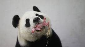 ‘It’s a boy!’: Rare giant panda cub born in Belgian zoo