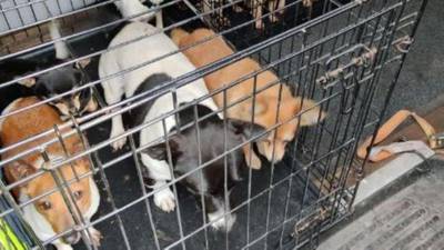 Over 30 dogs worth estimated total of €150,000 seized in north Dublin