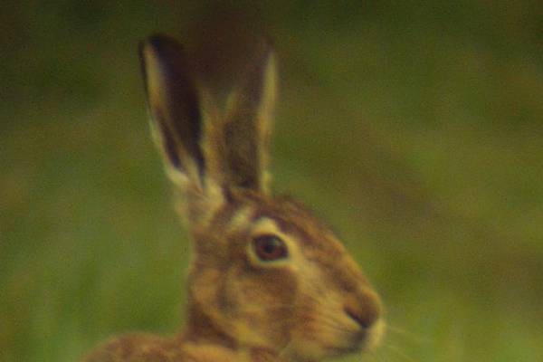 Department of Agriculture on alert for myxomatosis in hares