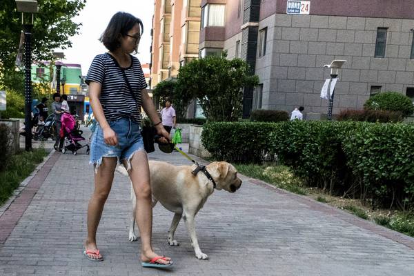 A dog’s life in China as surge in middle classes creates boon for pet industry