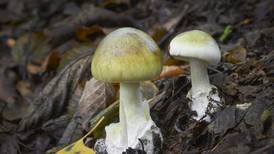 Australian police investigate deadly mushroom lunch that killed three