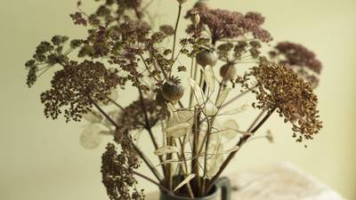 Gardens: Season of mists and spectacular seedheads