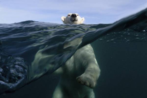 Goodbye, polar bears: Why climate change is much worse than you think