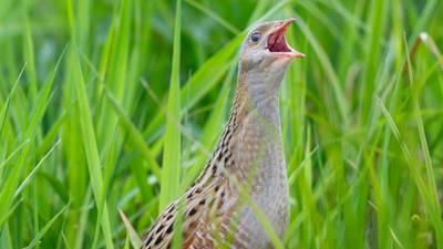 How Ireland's elusive corncrake has come back from the brink of extinction