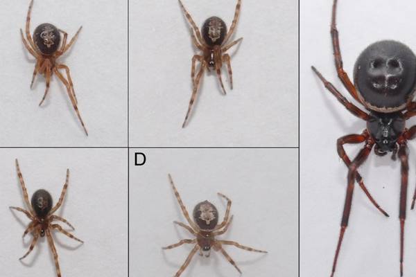 Ireland under attack from spiders that are wiping out native species