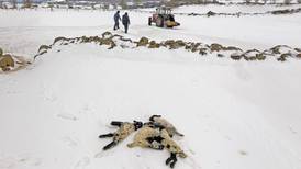 Farmers pick up the pieces after snow wipes out thousands of animals in Northern Ireland