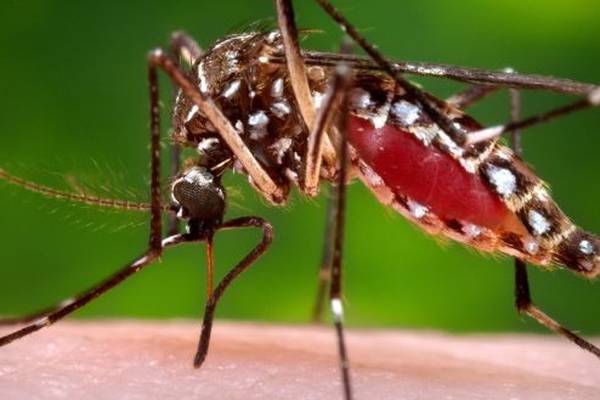 Zika and malaria head Europe’s worry list, says health expert