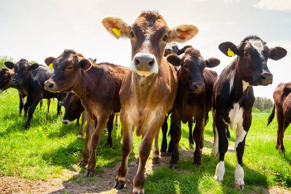 Dairy is bad for the planet, but are the alternatives any better?