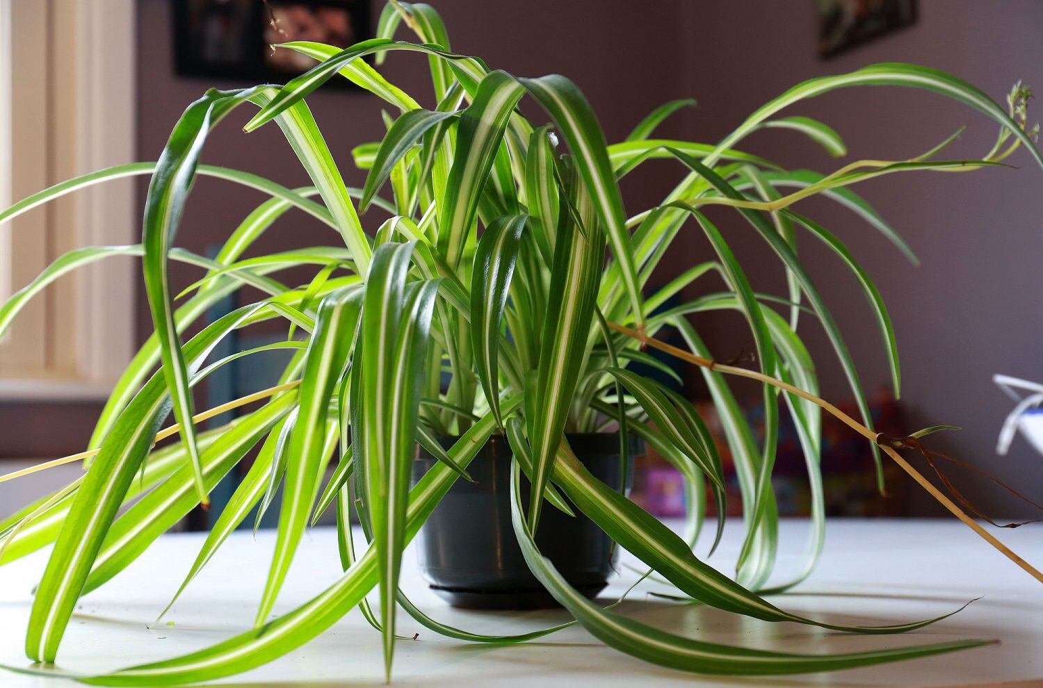 Spider Plant 'Irish