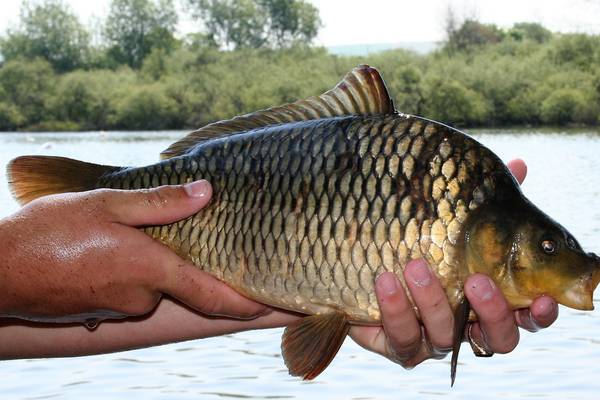 Angling Notes: Marine Institute identifies cause of carp deaths in Cork