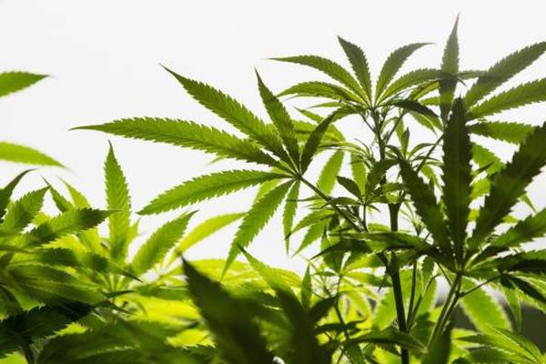 Man arrested over cannabis seizure in Westmeath