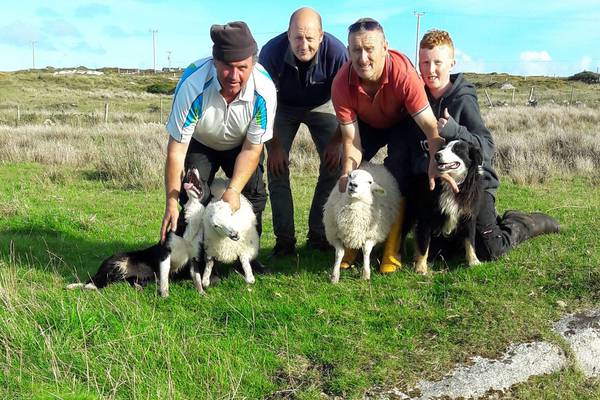 Sheep, lambs stuck on cliff ledge for two months are rescued