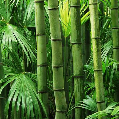 Your gardening questions answered: When should you cut bamboo?