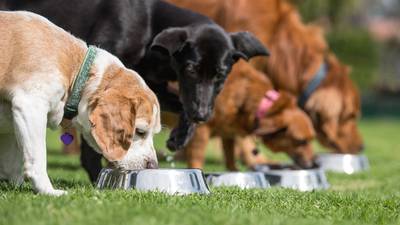 Peas identified as suspect ingredient after dog food linked to canine heart disease