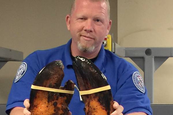 Live giant lobster found in passenger’s luggage at Boston airport