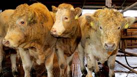 Cattle genetics aimed at beefing up environmental metrics