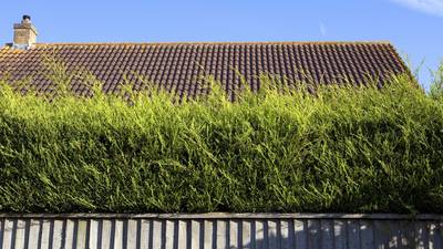 Give me shelter: how to grow a native Irish hedge