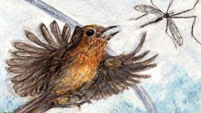 Another Life: The robin, a feathered Exocet of the garden