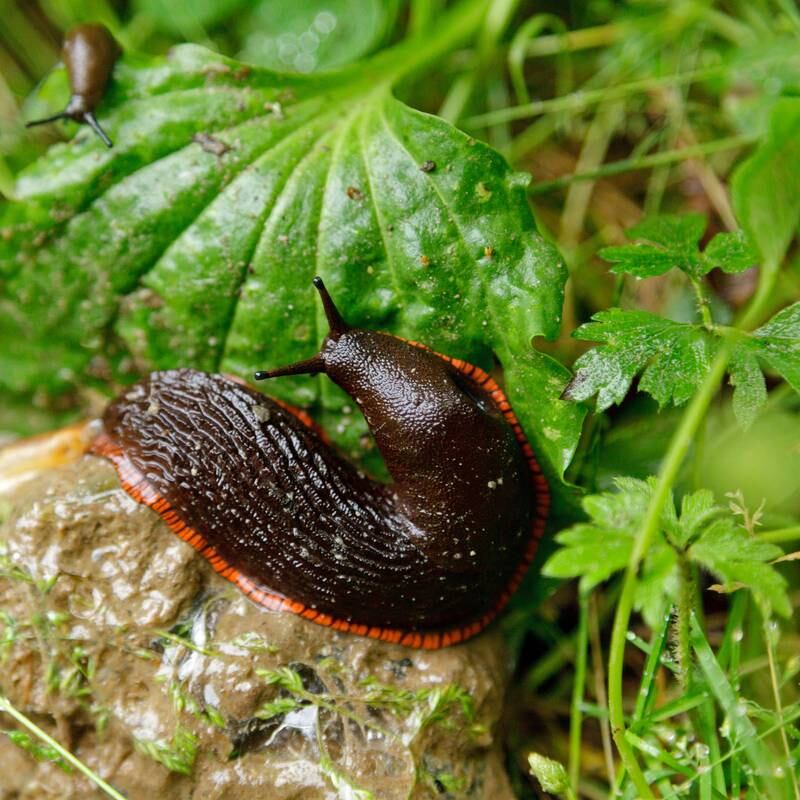 How can I stop slugs damaging my plants?