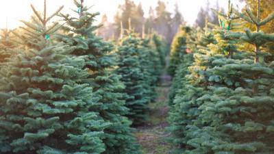 Gardai use air patrols to deter Christmas tree theft