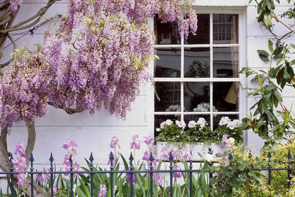 A way with wisteria: how to grow this magnificent hardy climber
