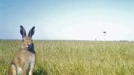 Hare traffic control: managing to keep wildlife away from planes at Dublin Airport