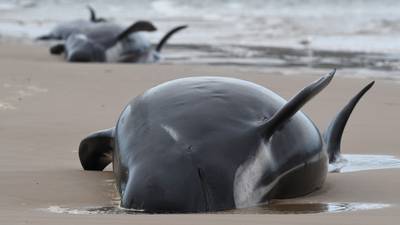 Almost 500 pilot whales found stranded in Tasmania