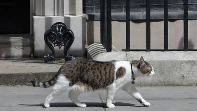 Larry the cat  keeps his portfolio at  10 Downing Street