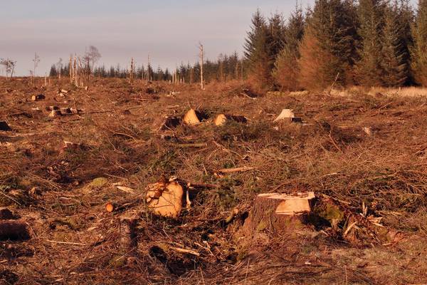 Ireland ‘being deforested’ due to low planting rates, campaigners say