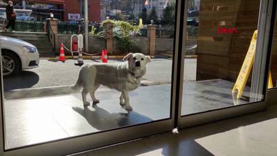 Dog spends days outside hospital waiting for owner